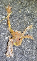 Rana dybowskii