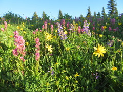 Castilleja parviflora olympica