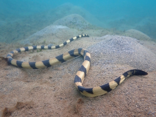 Photo of a Cogger's sea snake (Hydrophis coggeri)