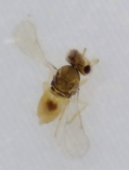 Trichogrammatidae