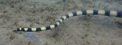 Hydrophis coggeri