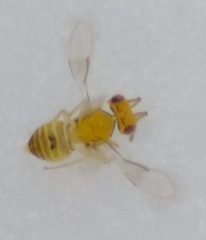 Trichogrammatidae