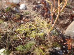 Ferulopsis hystrix