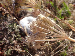 Ferulopsis hystrix