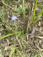 Thelymitra brevifolia
