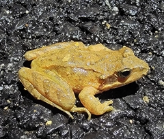 Rana dybowskii