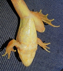 Rana dybowskii