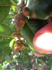 Callirhytis eldoradensis