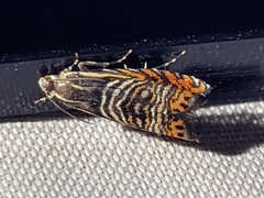 Thaumatographa jonesi
