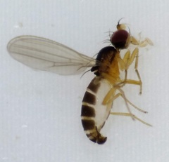 Anthomyzidae