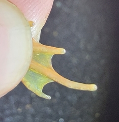 Rana dybowskii