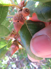 Callirhytis eldoradensis