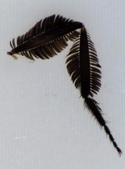 Empis clausa