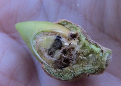 Callirhytis eldoradensis