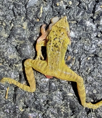 Rana dybowskii
