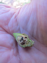 Callirhytis eldoradensis