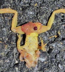 Rana dybowskii