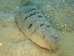 Holothuria scabra