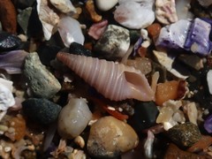 Pulsarella cognata