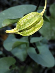 Aristolochia carterae