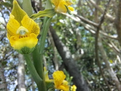 Chloraea galeata