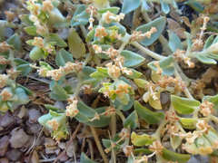 Euphorbia ocellata