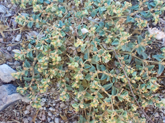 Euphorbia ocellata