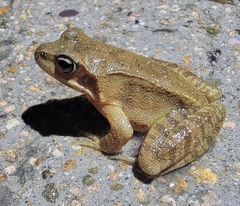 Rana dybowskii