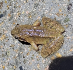 Rana dybowskii