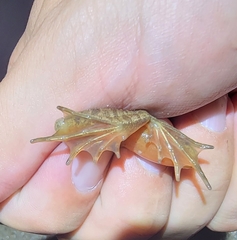 Rana dybowskii