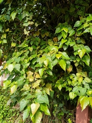 Ficus rumphii