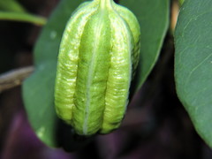 Aristolochia carterae
