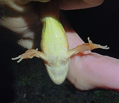 Rana dybowskii
