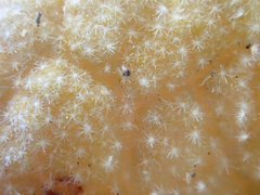 Malacothamnus abbottii