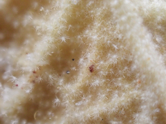 Malacothamnus abbottii