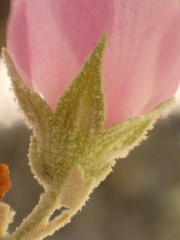 Malacothamnus abbottii