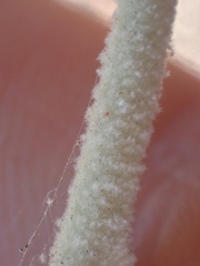 Malacothamnus abbottii