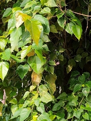 Ficus rumphii