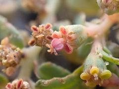 Euphorbia ocellata