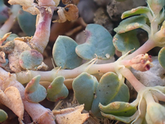 Euphorbia ocellata