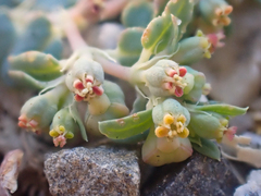 Euphorbia ocellata