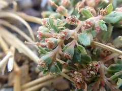 Euphorbia ocellata