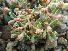 Euphorbia ocellata