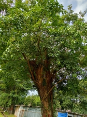 Ficus rumphii