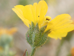 Deinandra pentactis