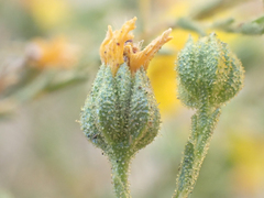 Deinandra pentactis