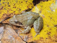 Rana huanrensis
