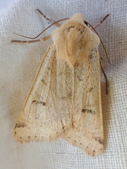 Dichagyris variabilis