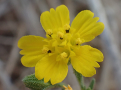 Deinandra pentactis