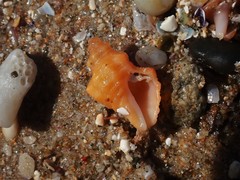 Phycothais reticulata